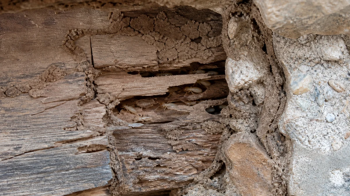 Vigas antiguas unidas a un muro de piedra con una zona húmeda y una fina galería terrosa