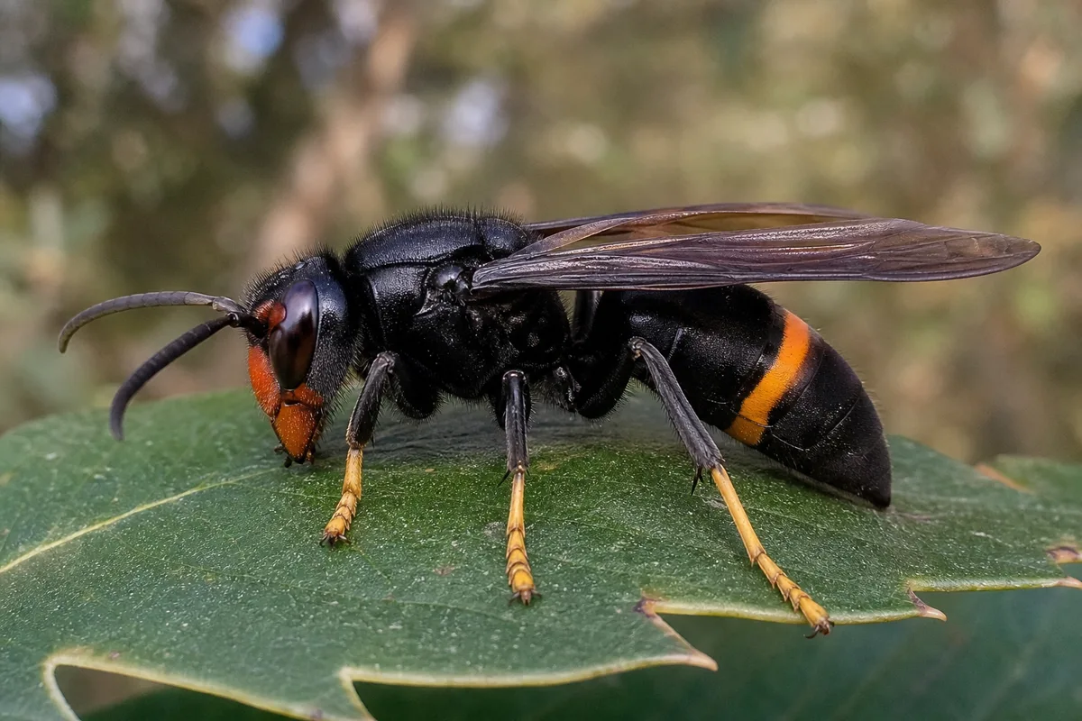 Avispa asiática (velutina) en Olesa de Montserrat
