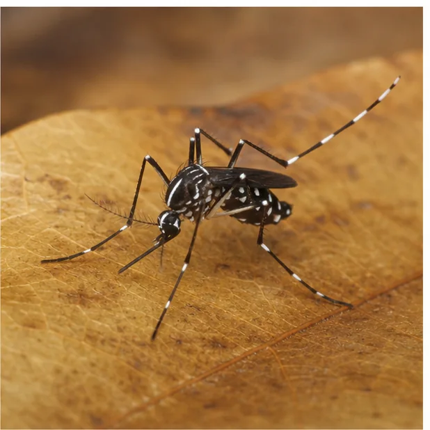 Control de mosquito tigre en Olesa de Montserrat