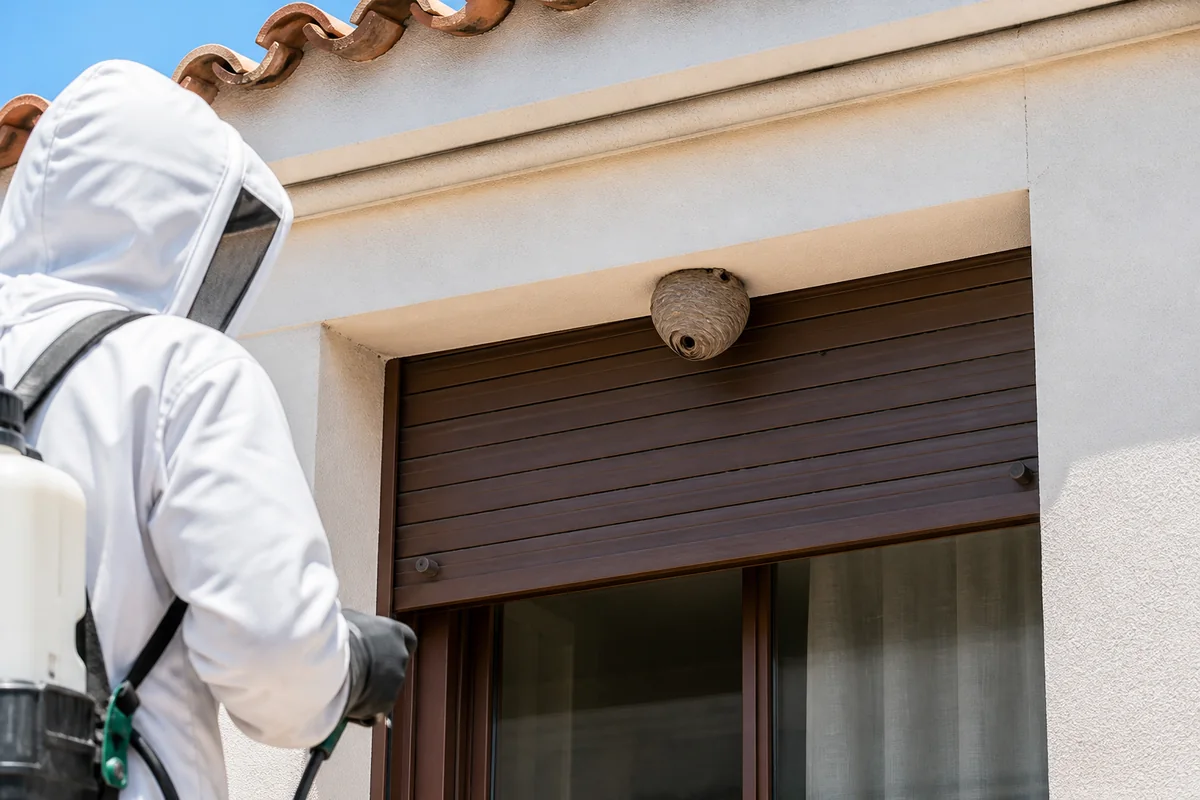 Servicio de eliminación de avispas y avisperos de MontPest Control